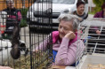 /album/dvor-na-sarisi/dsc-1104-jpg4/