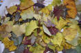 /album/jesenne-tvorenie-v-lipovom-dome/dsc-0335-jpg12/
